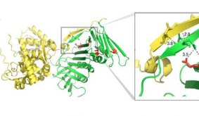 Ageing-and-immortaly2