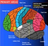brain_plasticity_med