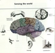 brainfunction_med