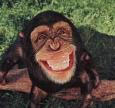 chimp