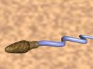 Sperm