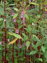 himalayan-balsam